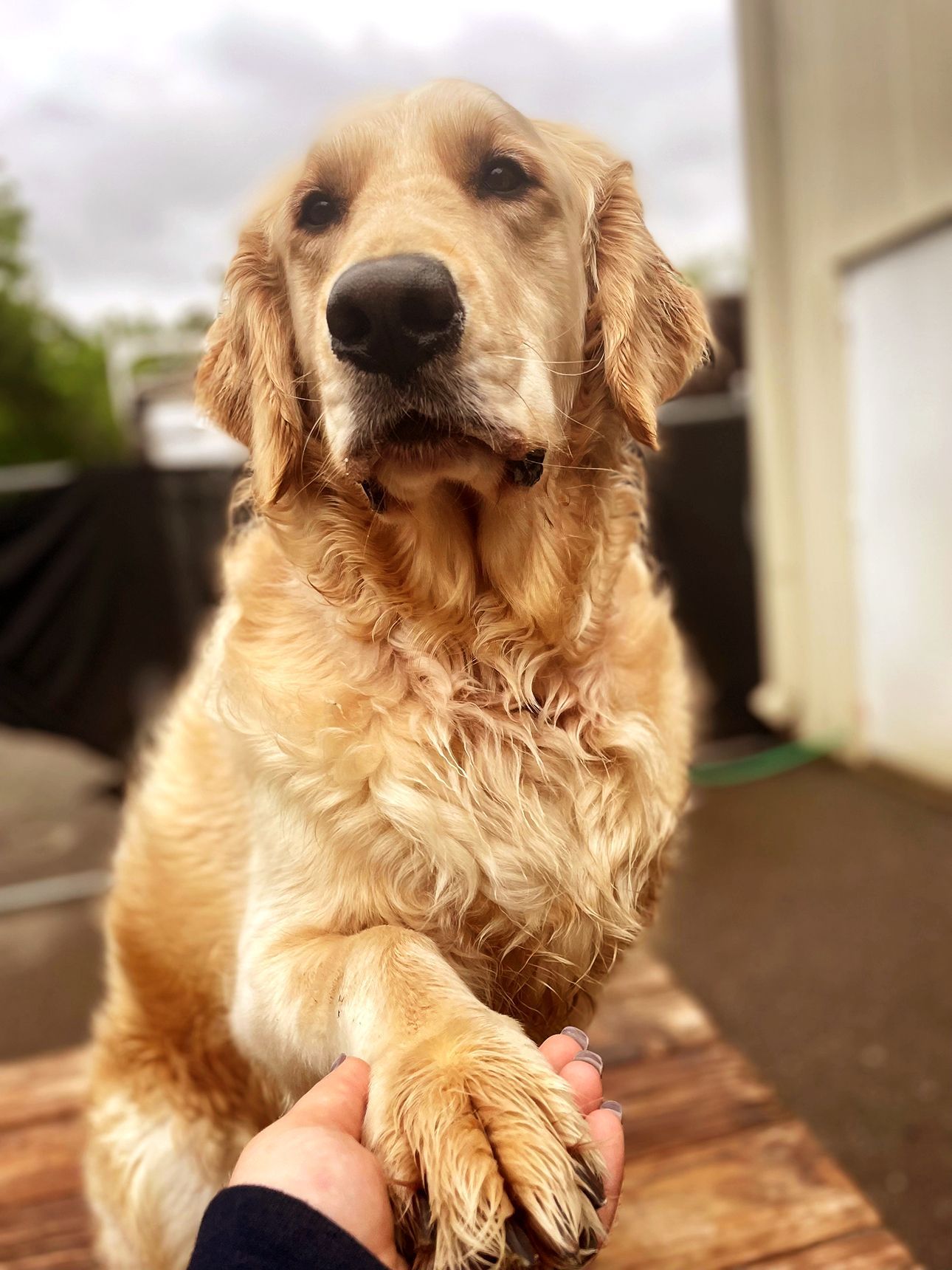 Golden retriever doing dog training