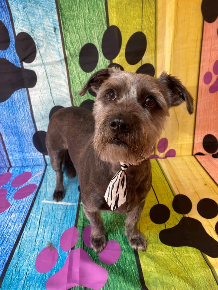 Pet Grooming Grooming Salon Murfreesboro, TN