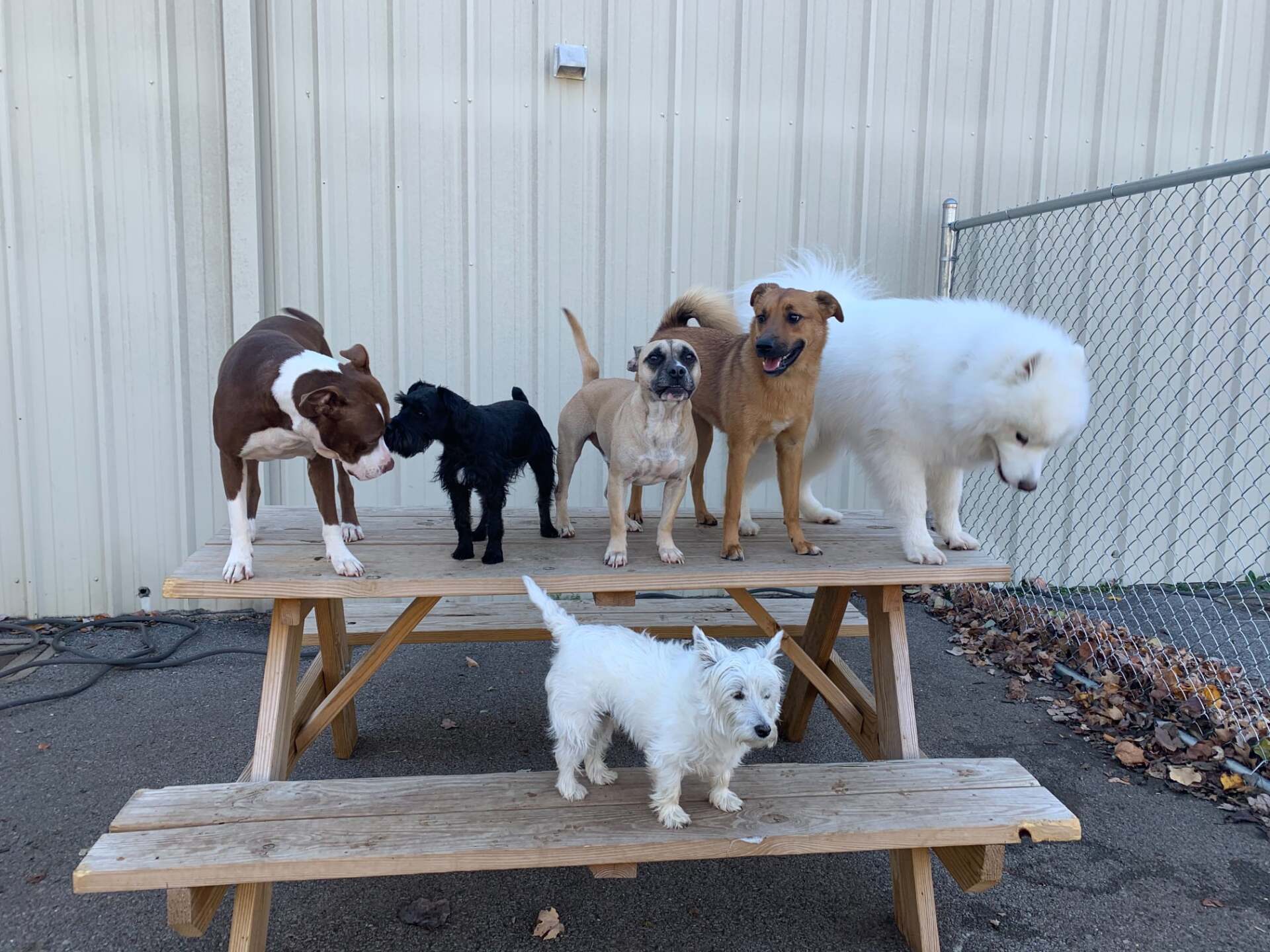 My 4 Dogs Academy & Spa Dog Boarding Murfreesboro, TN