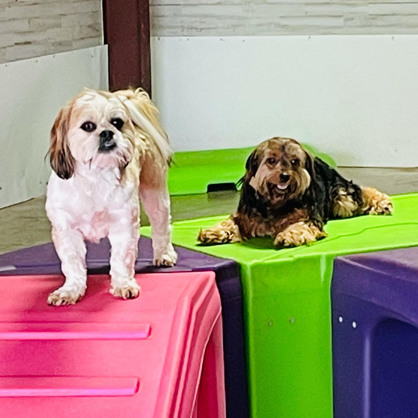 My 4 Dogs Academy & Spa Dog Boarding Murfreesboro, TN