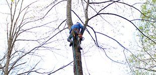 tree maintenance