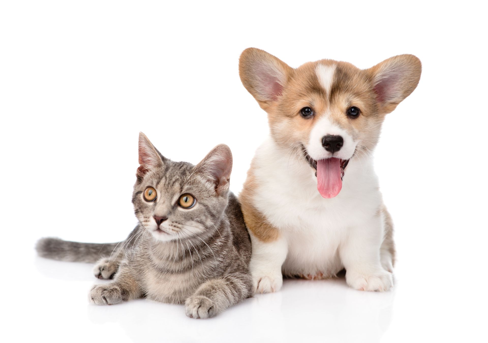 veterinary services