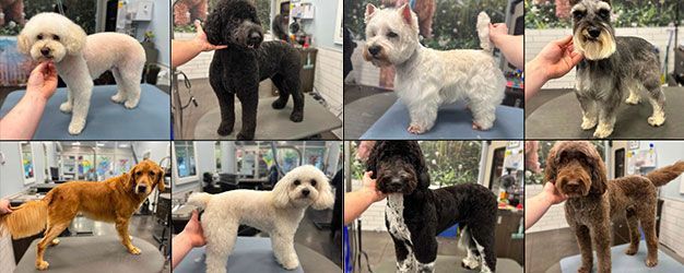 Various breeds of dogs after grooming.