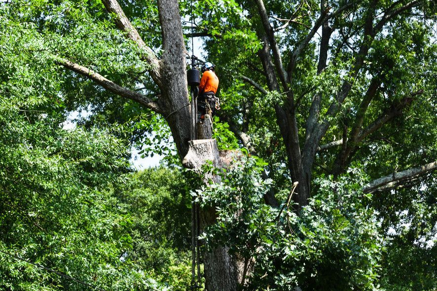 A man is climbing a tree with a chainsaw.