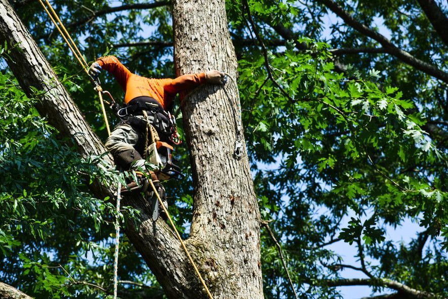 A man is climbing a tree with a chainsaw.