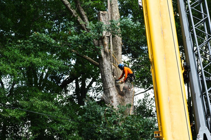A man is climbing a tree with a crane.