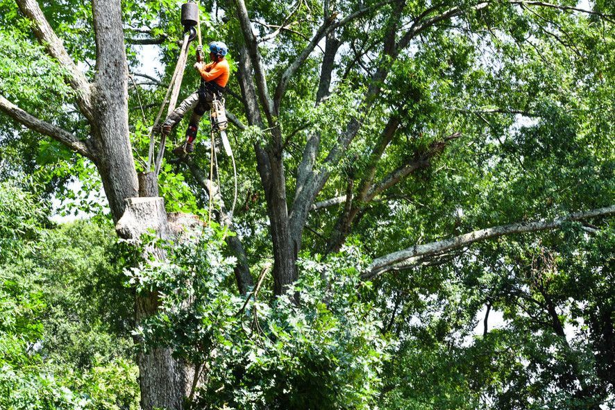 A man is cutting down a tree with a chainsaw.