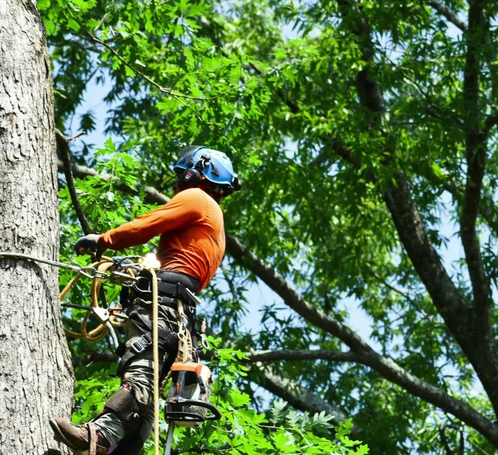 A man wearing a helmet is climbing a tree