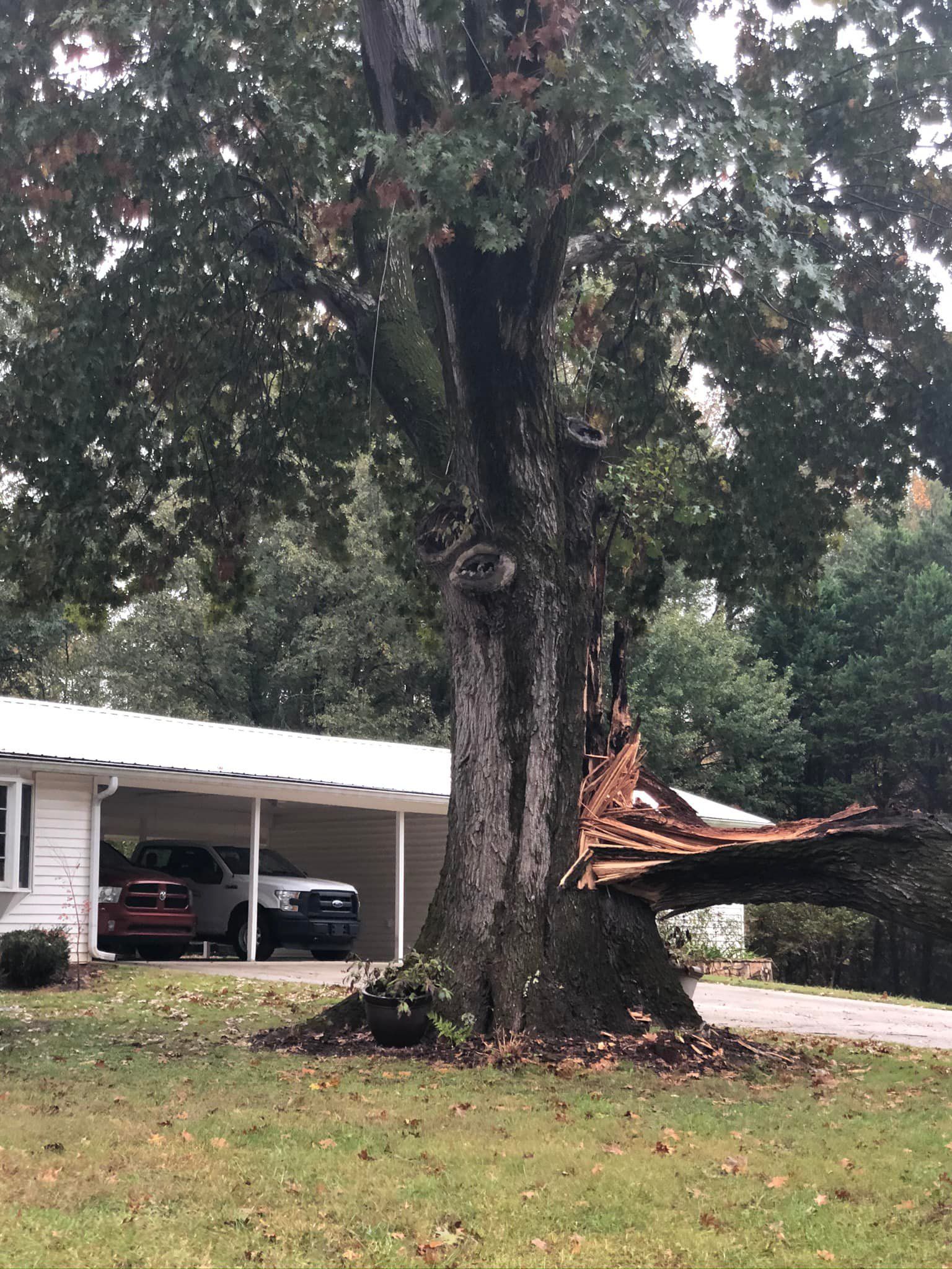 A tree that has fallen in front of a house.