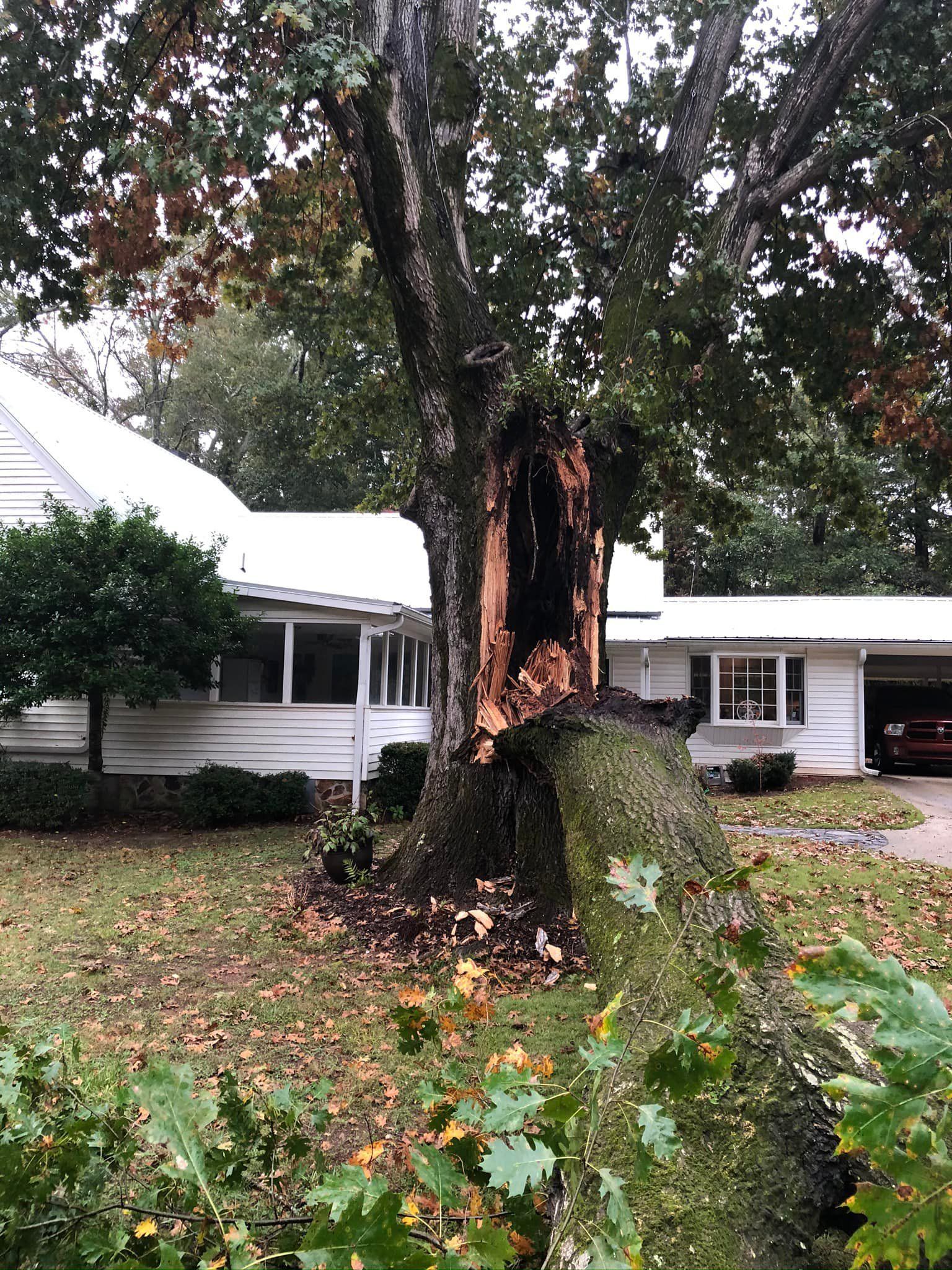 A tree that has fallen in front of a house.