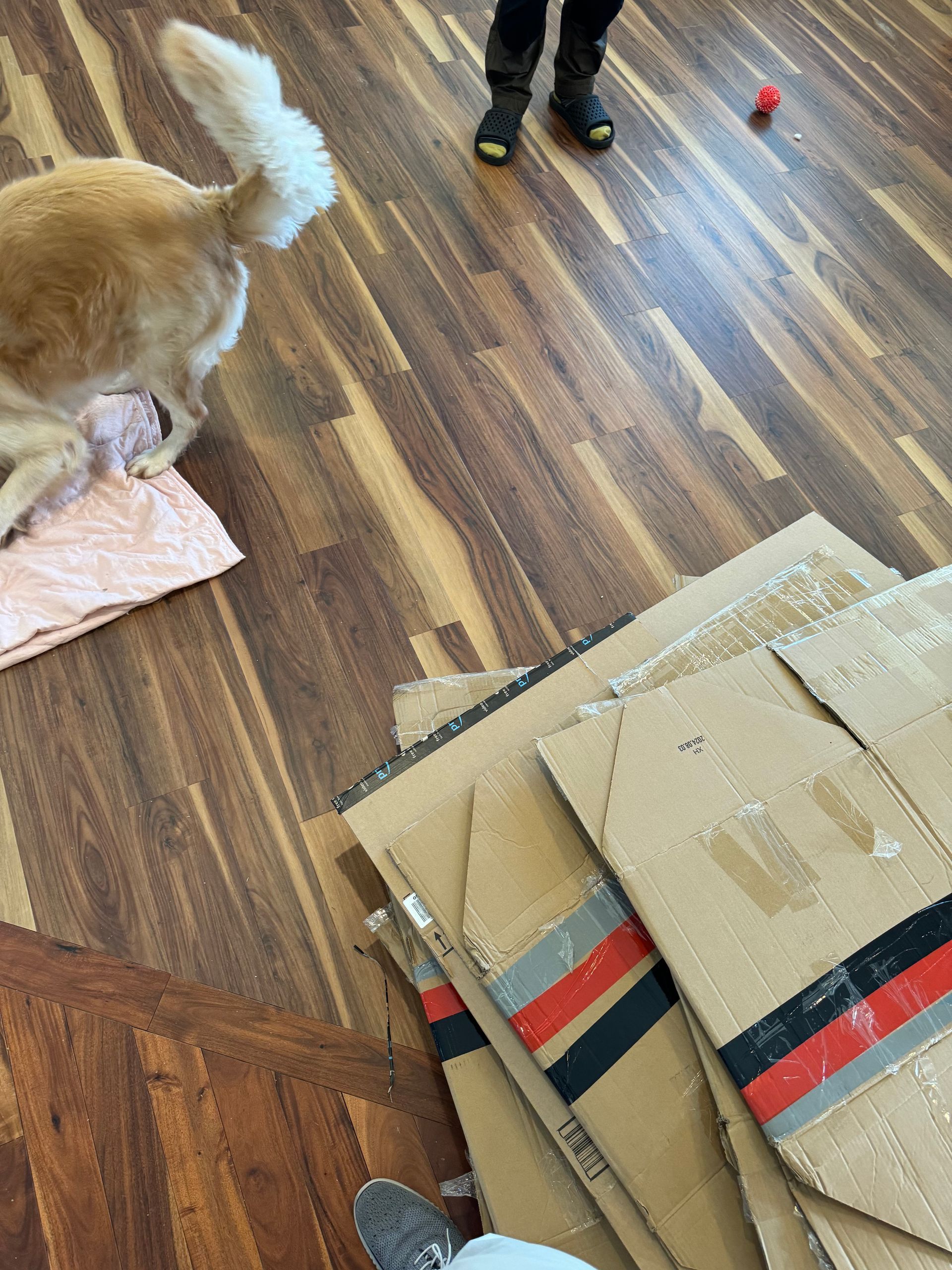 Golden retriever near cardboard pieces on wood floor, person in background.