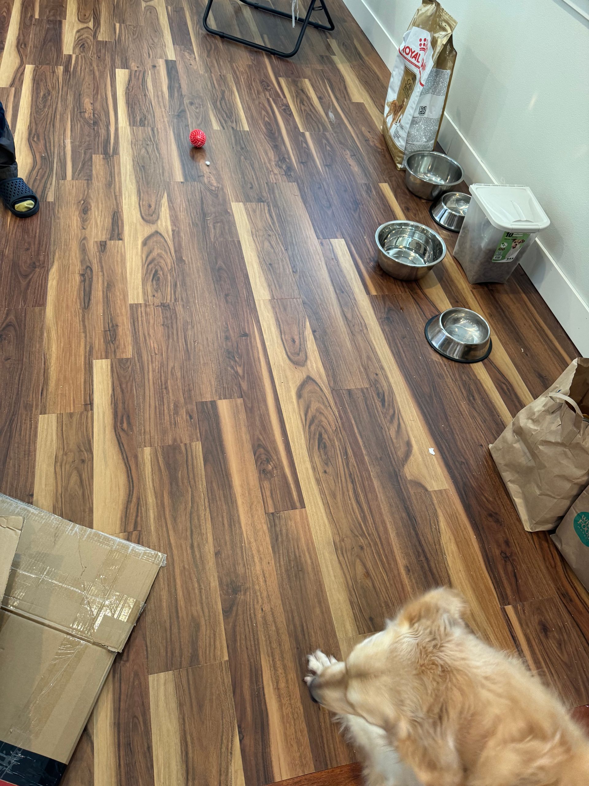 Golden retriever on wood floor with a red ball, food bowls, and a bag of food.