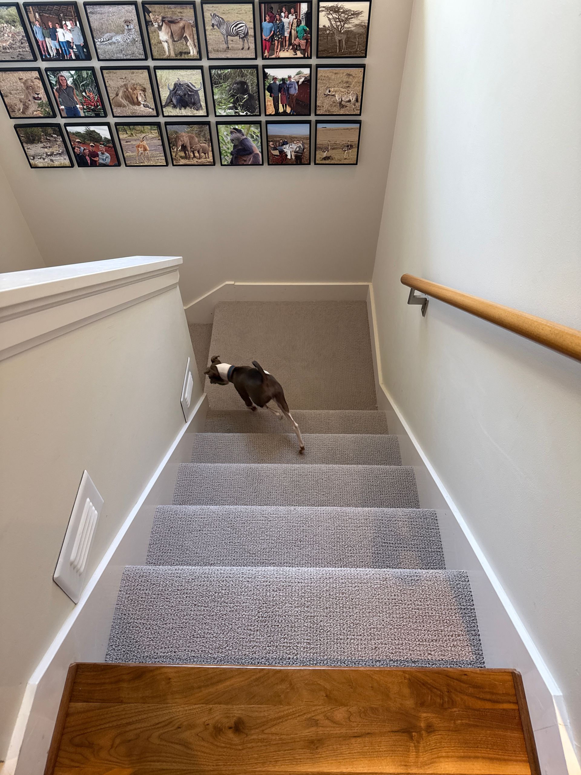 Dog running down carpeted stairs, wooden handrail on the right, photos on the wall above.