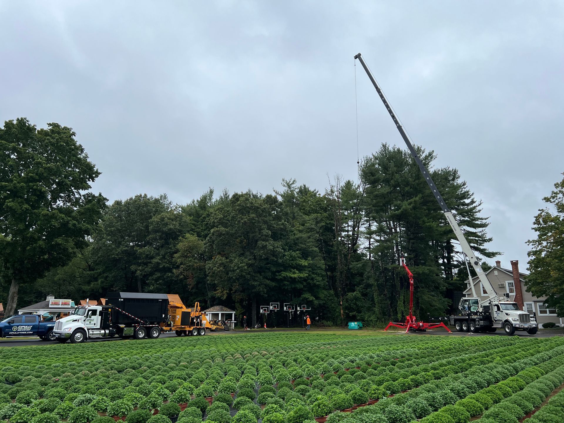 A red crane in a field