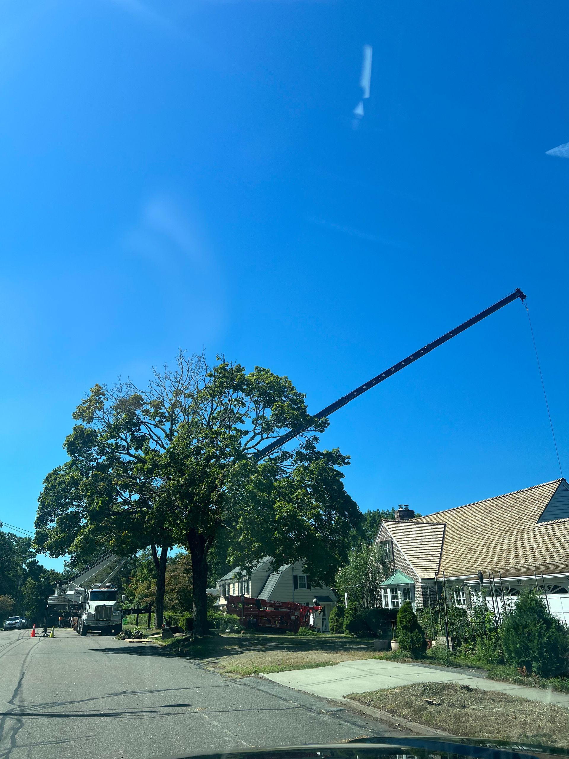 Tree with an extended construction crane arm in a clear blue sky, residential neighborhood.