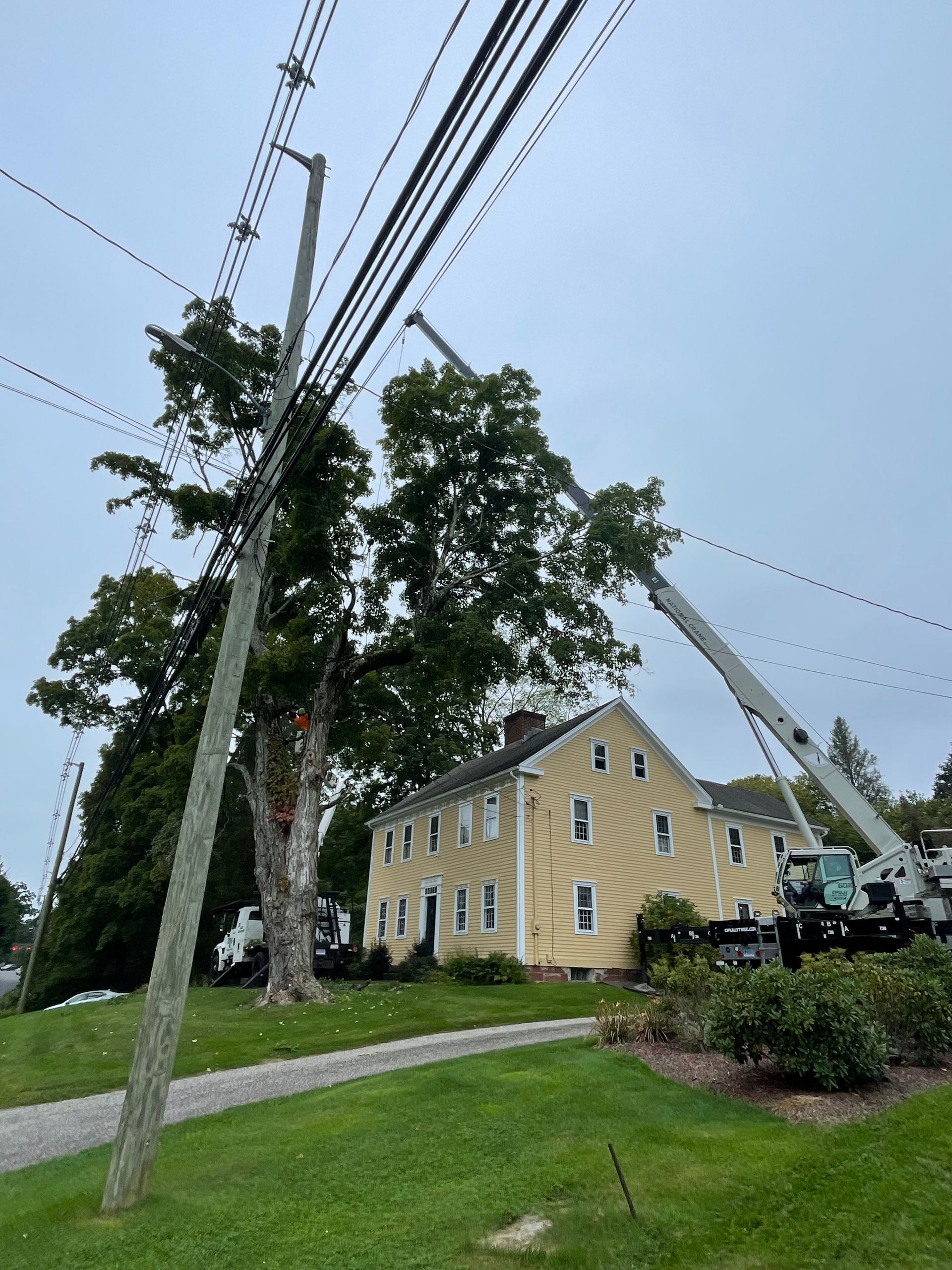 A crane is cutting a tree in front of a house