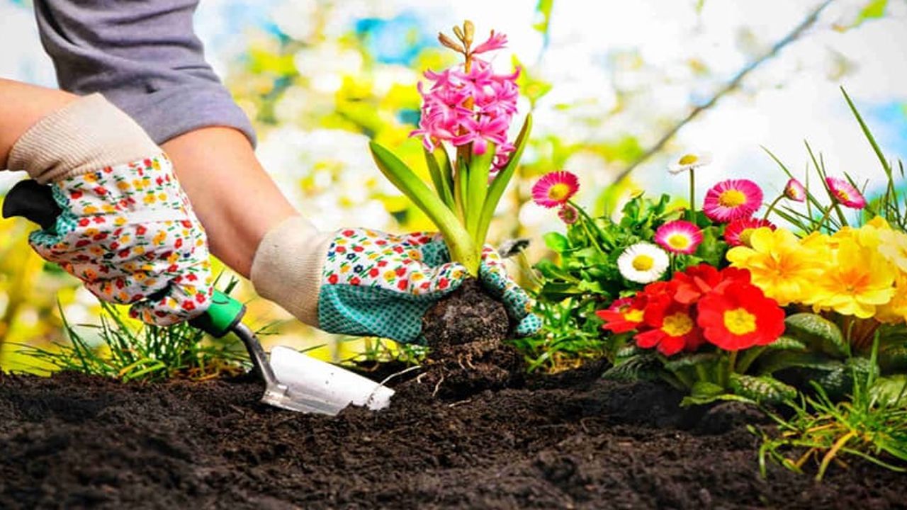 A person is planting flowers in a garden.