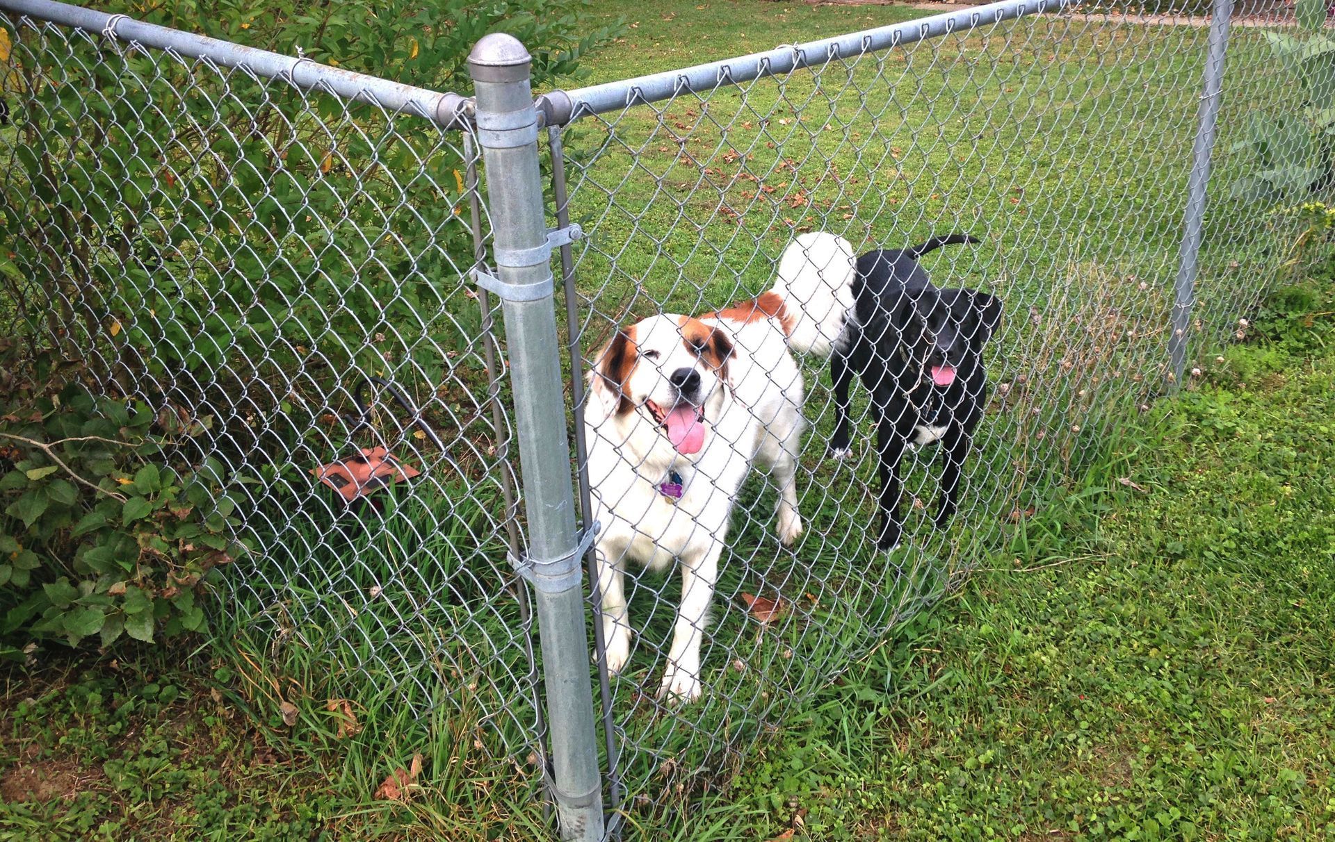Two dogs stand by a chain-link fence in a grassy yard.