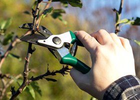 Tree trimming