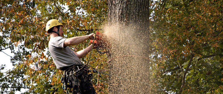 Tree removal