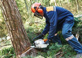 Tree removal