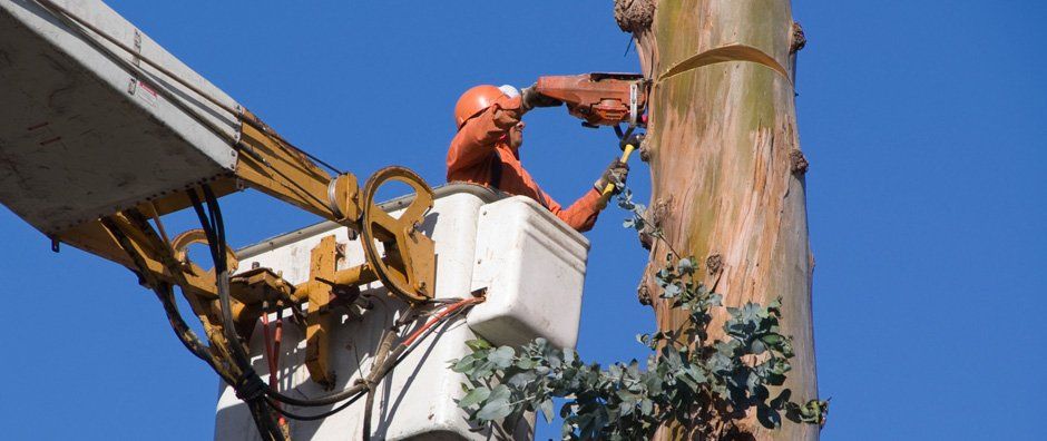 Tree bucket service