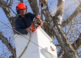 Tree bucket service