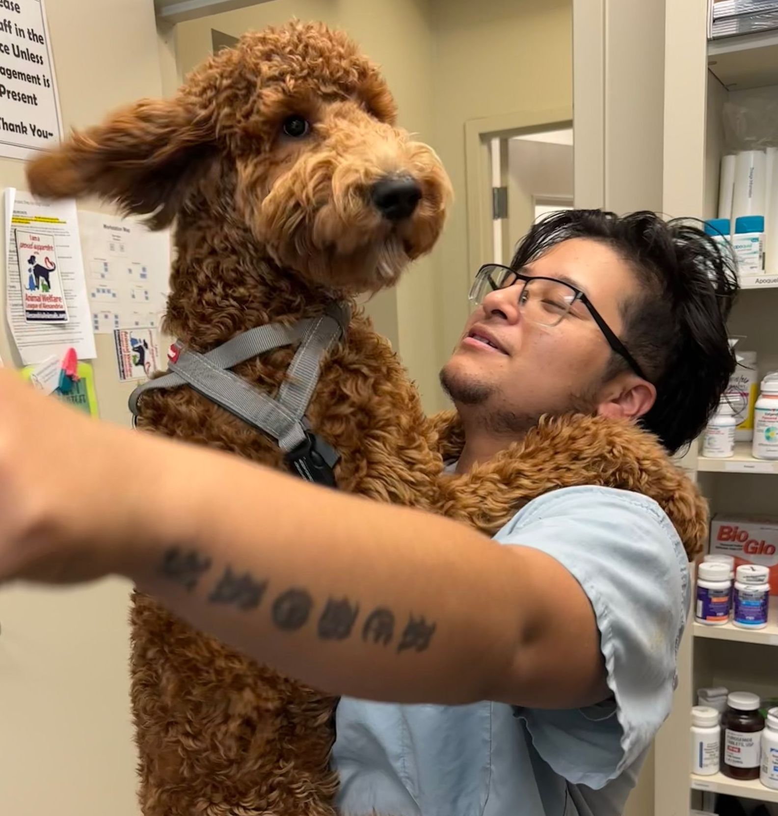 Pet Boarding Alexandria VA Hayfield Animal Hospital