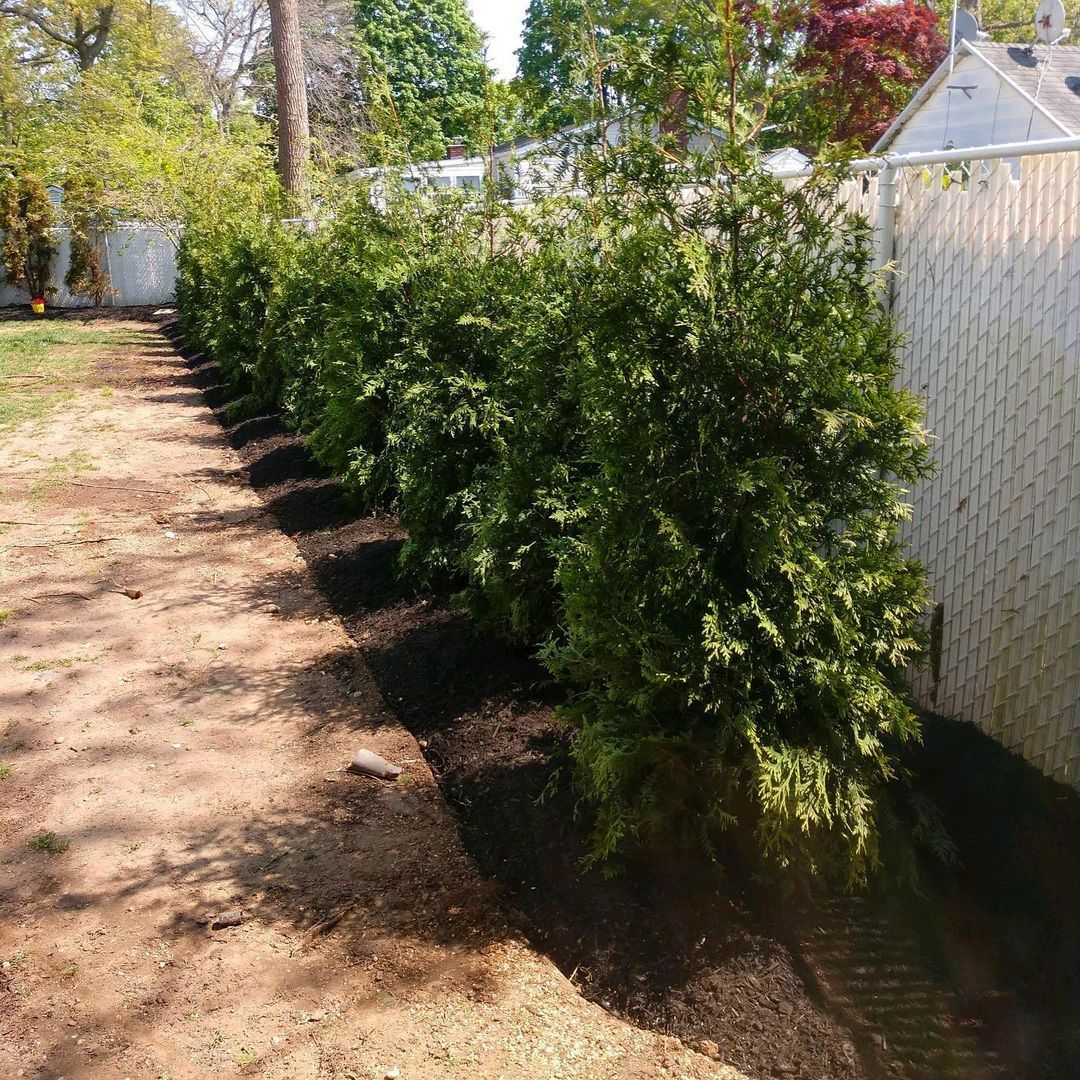 Hedge trimming