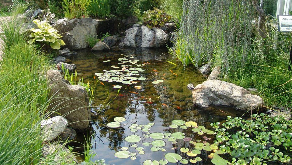 Koi Ponds Builds | Pond Cleaning Pond Maintenance | Davidsonville MD