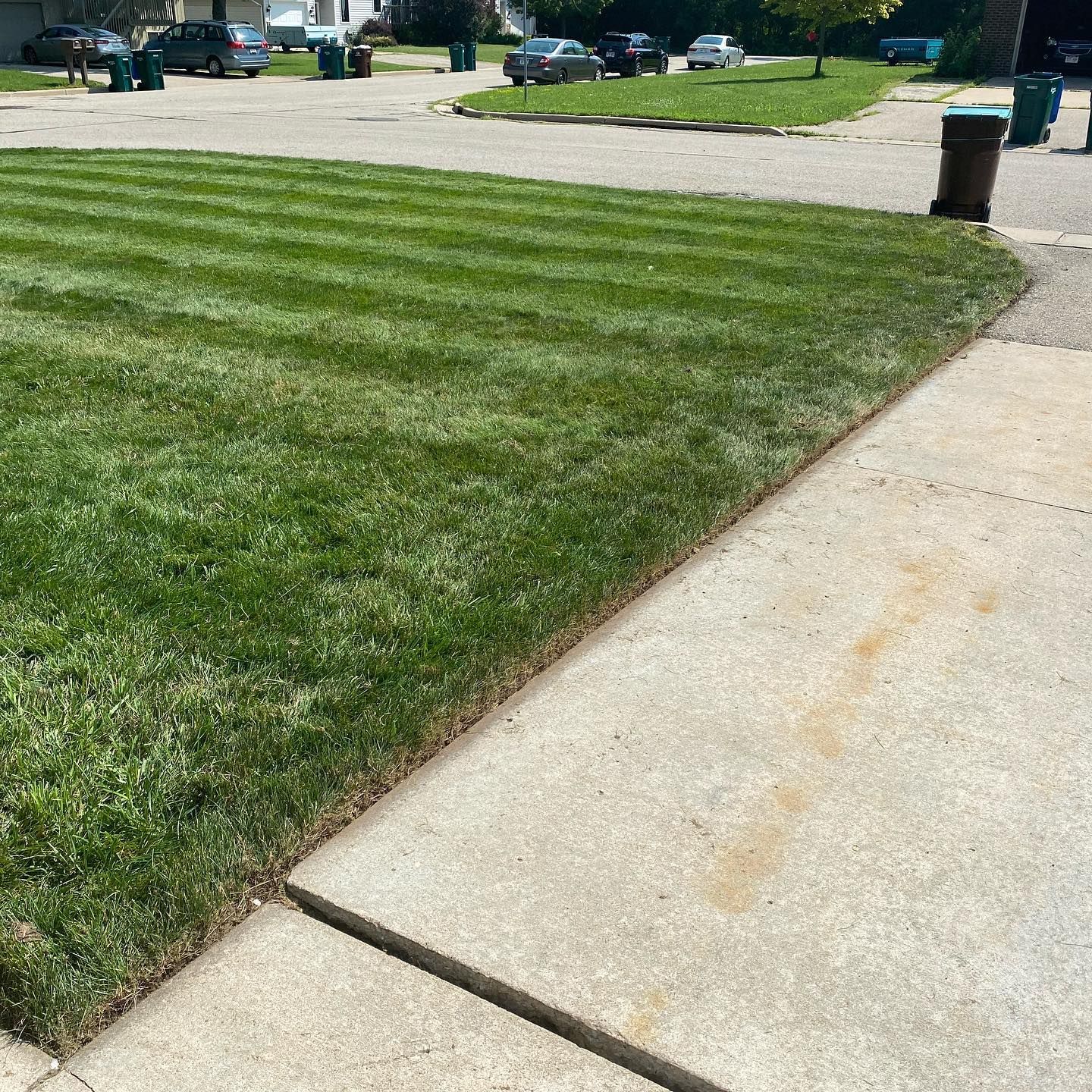 A lush green lawn next to a sidewalk in a residential neighborhood.
