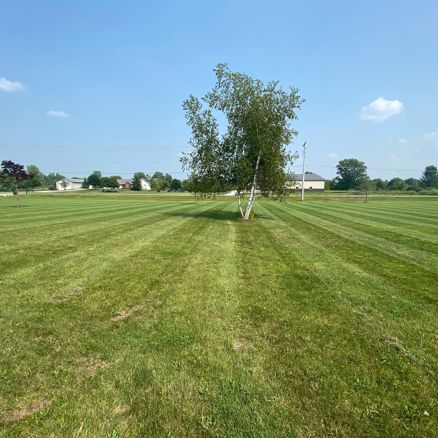A lush green field with a tree in the middle