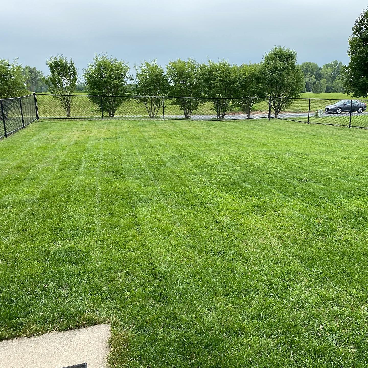A lush green lawn with a fence and trees in the background.