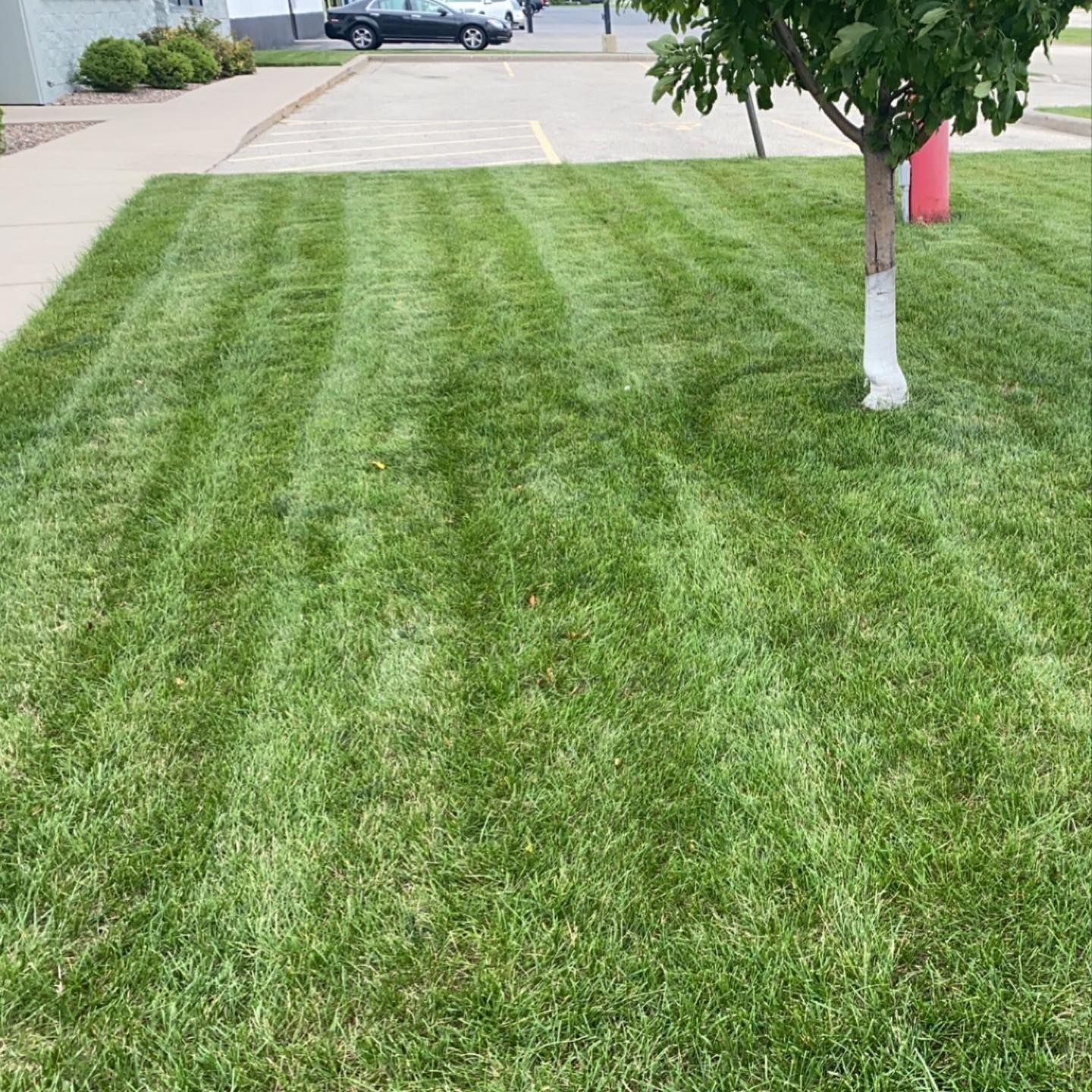 A lush green lawn with a tree in the middle of it.