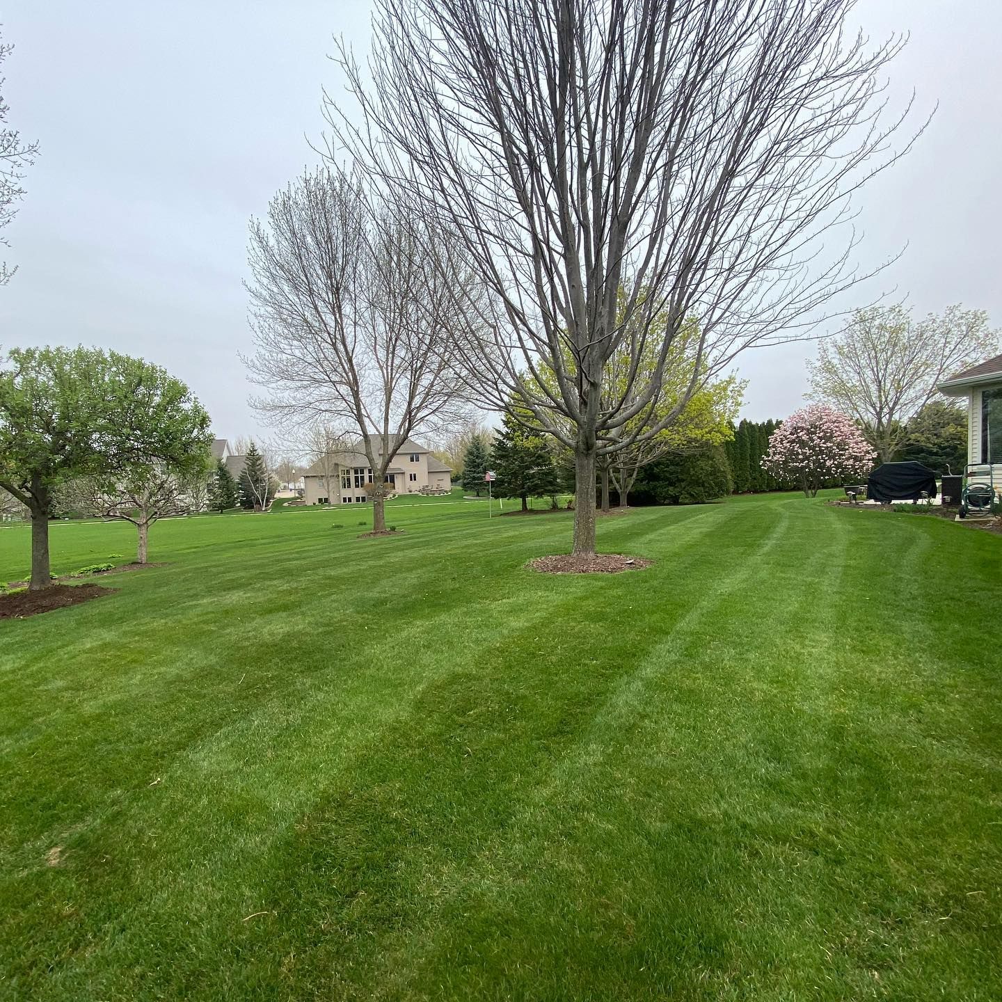 A lush green lawn with trees and a house in the background.