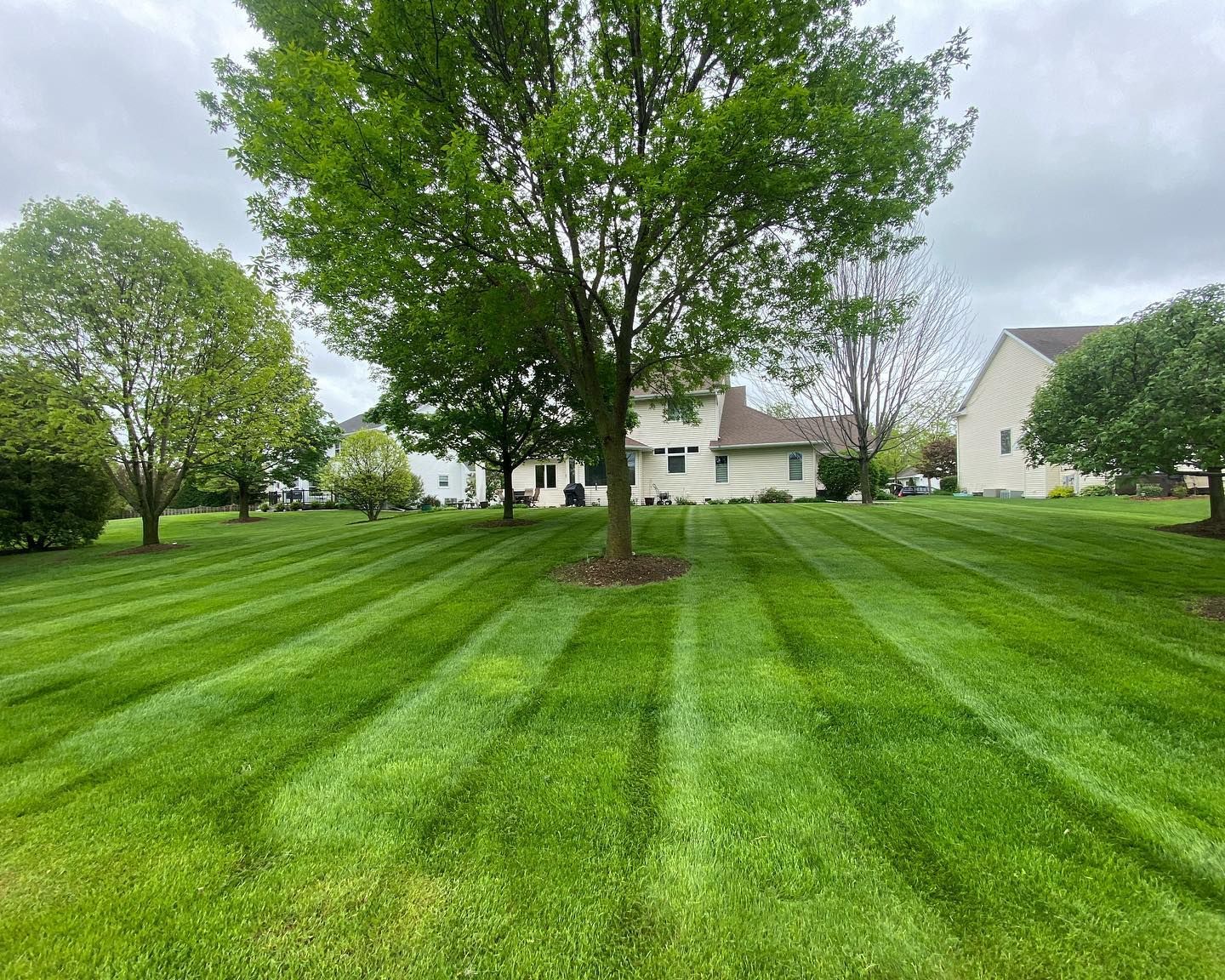 A lush green lawn with trees in the background and a house in the background.
