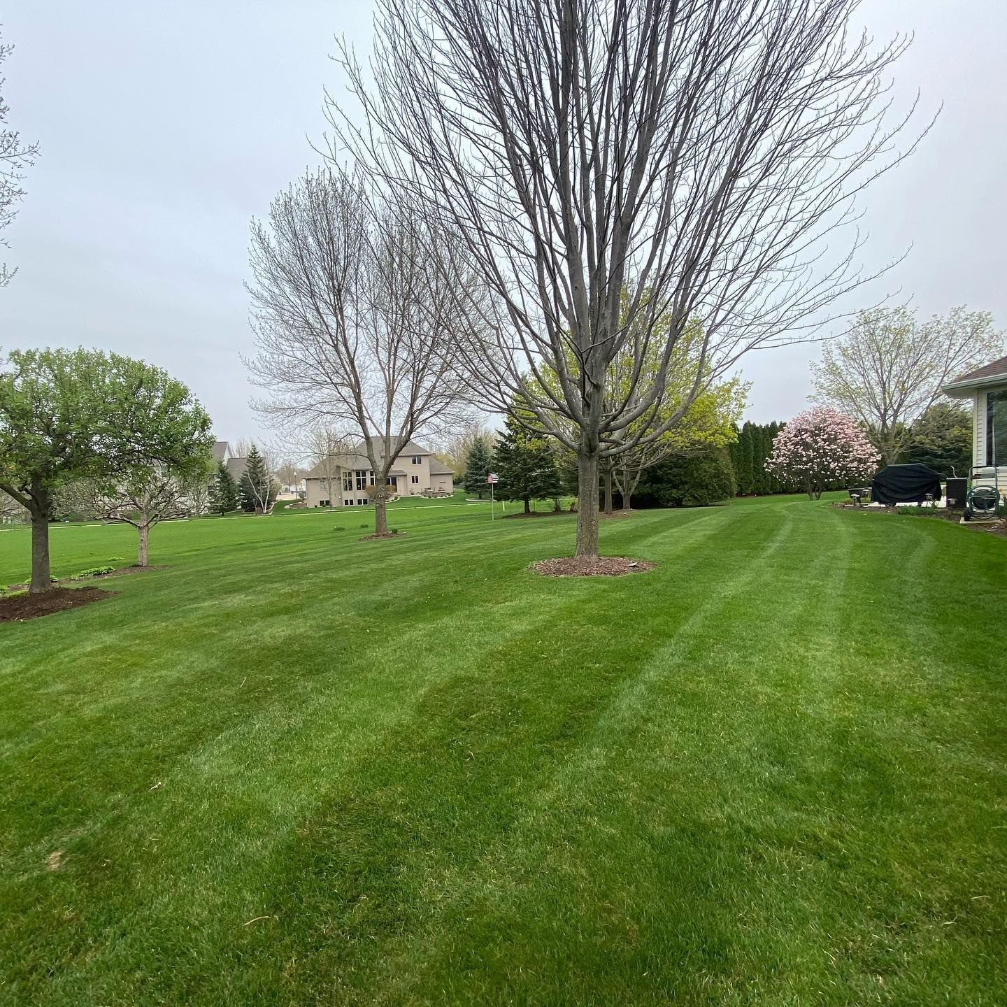 A lush green lawn with trees and a house in the background.