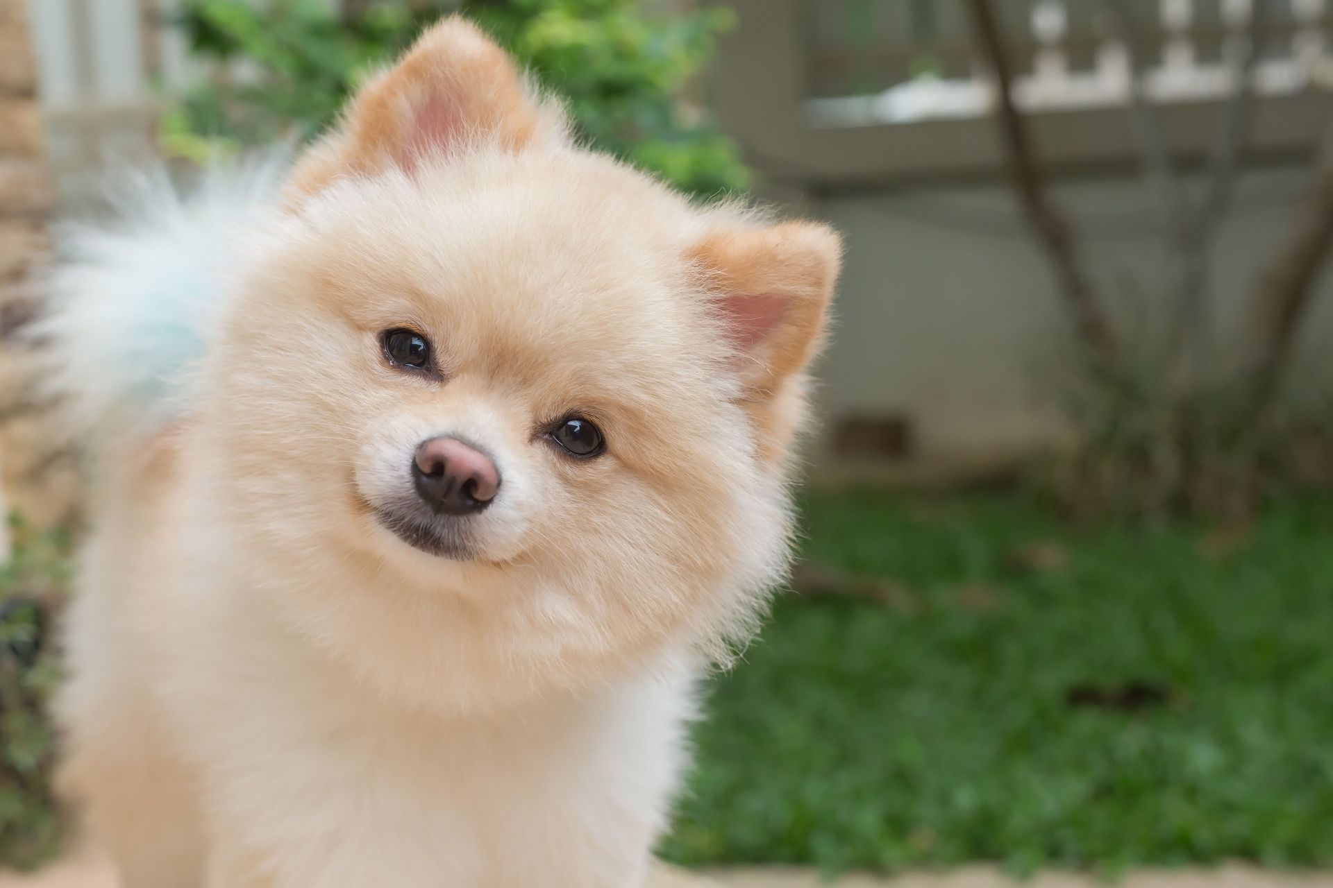 dog grooming service