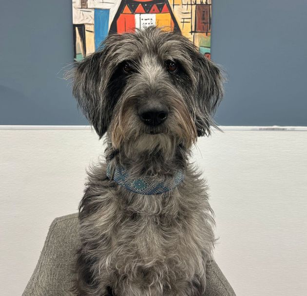 Scruffy gray dog sitting indoors on a chair, facing the camera, with a blue collar.