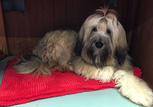 Cleverdog Grooming Day Care & Boarding