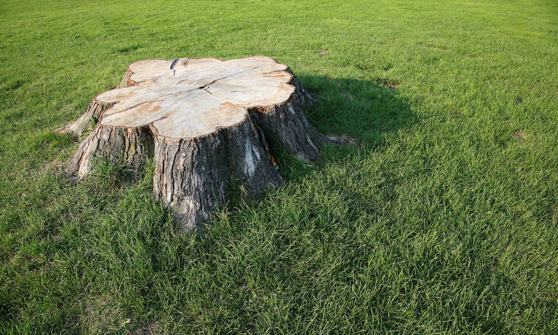 Stump Removal