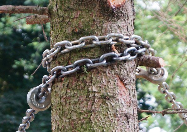 Two sets of heavy logging chains secured to the tree