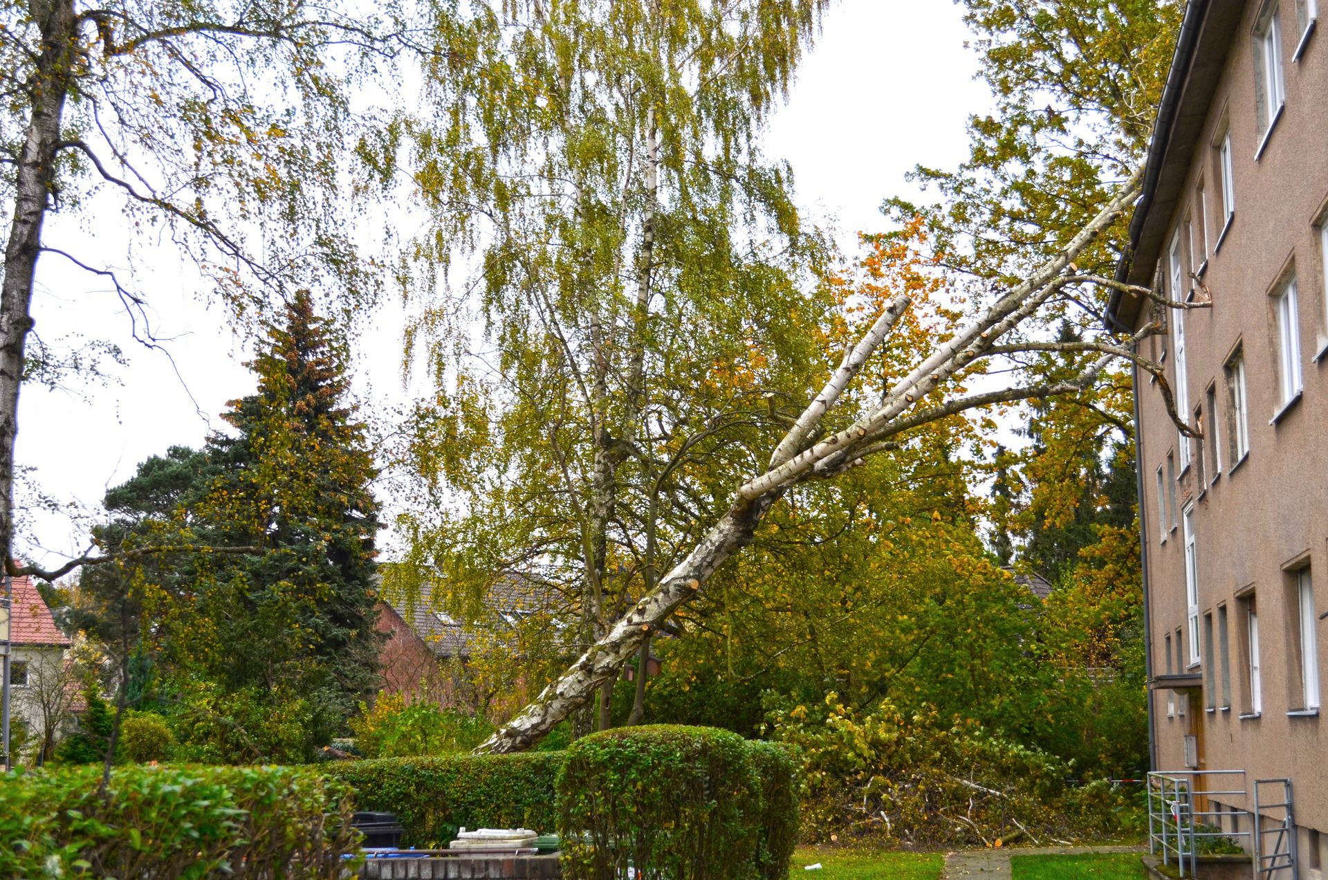 Removal of leaning trees