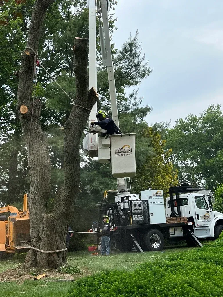 Tree service worker in a lift trimming a tree; truck and wood chipper visible.