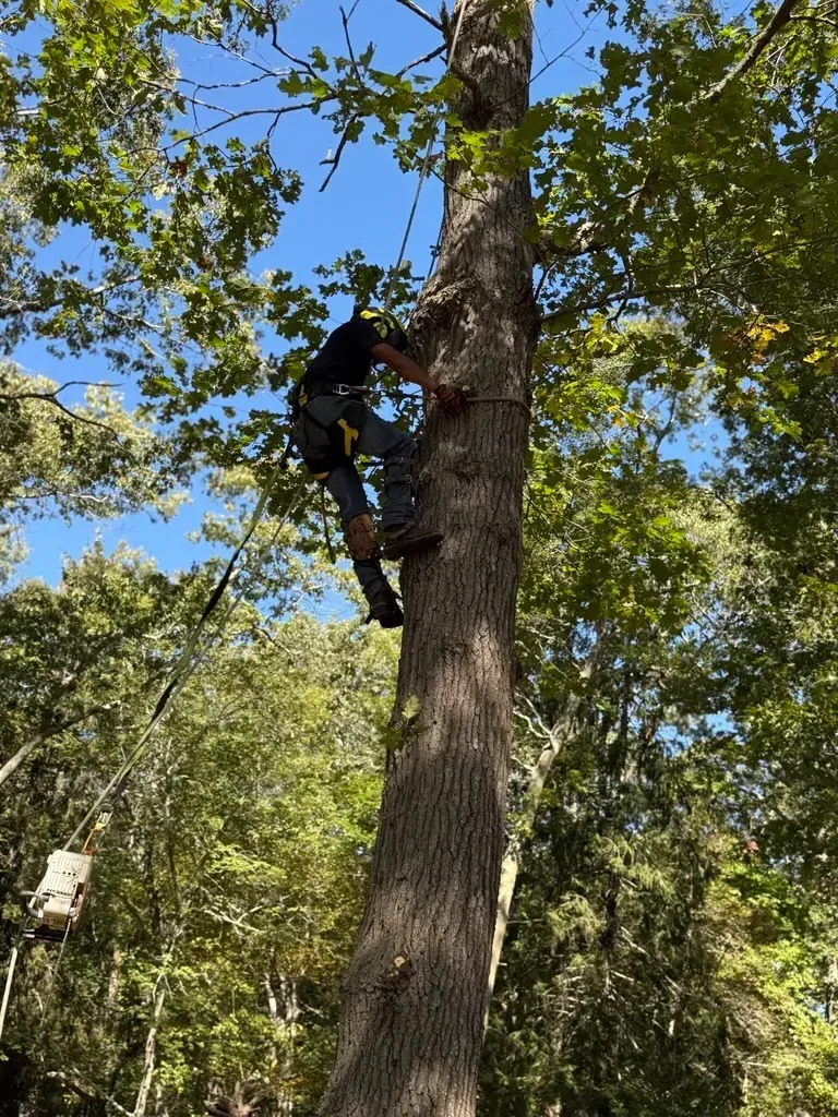 Person climbing a tree, secured by ropes and harness, sunny day, surrounded by trees.