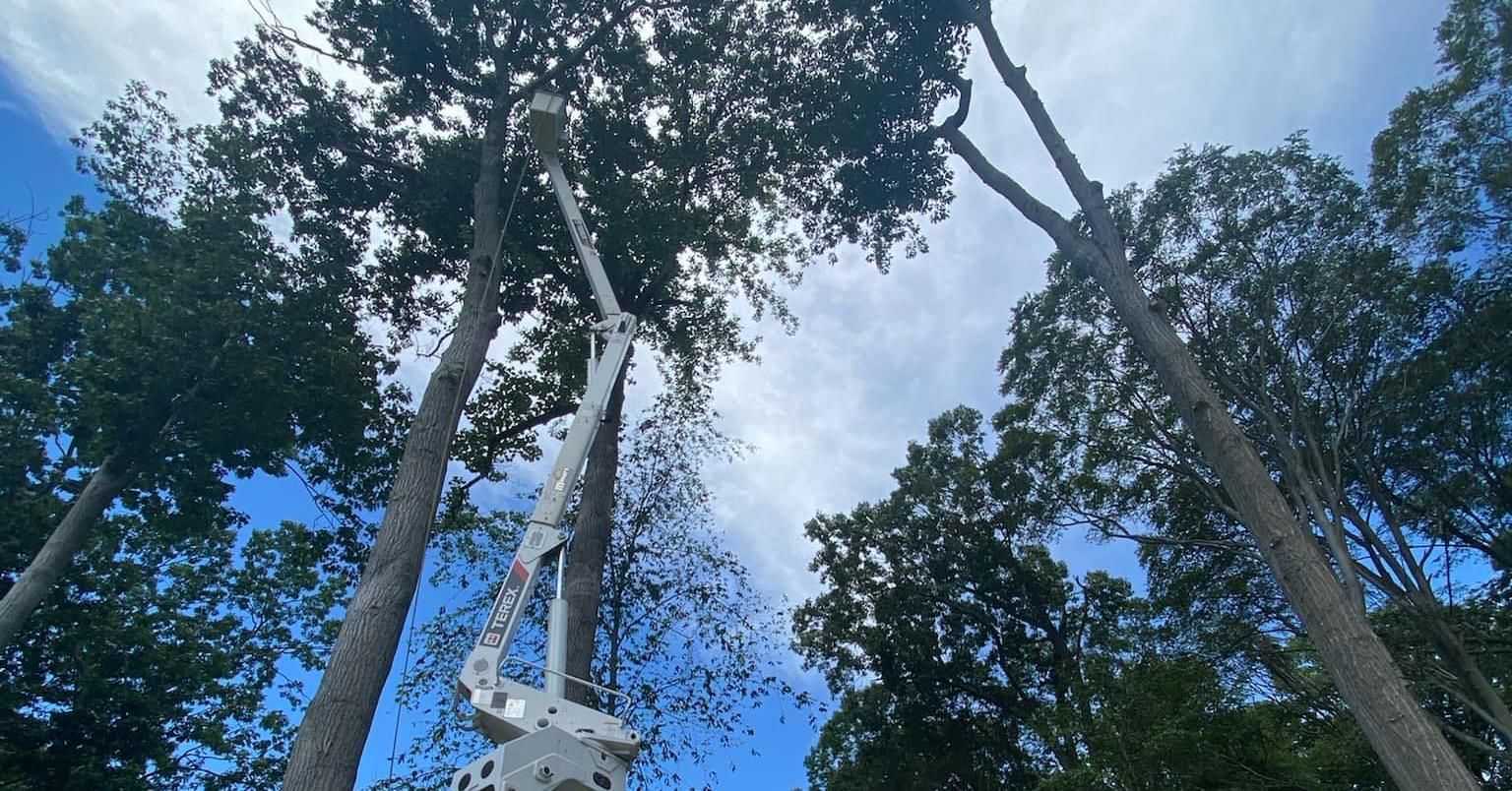 Boom lift trimming tree branches under a cloudy sky.