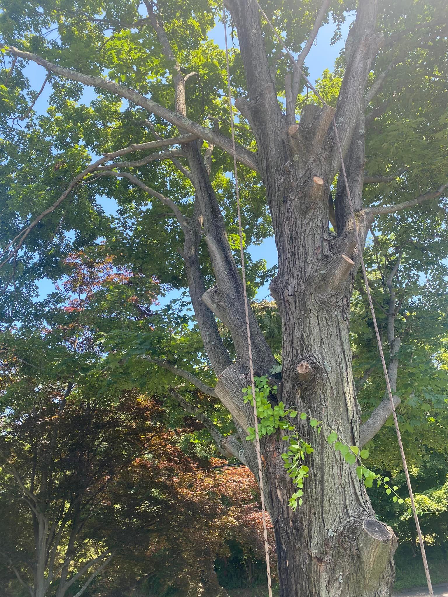 A large tree with a rough trunk, ropes hanging from branches, and green leaves against a blue sky.