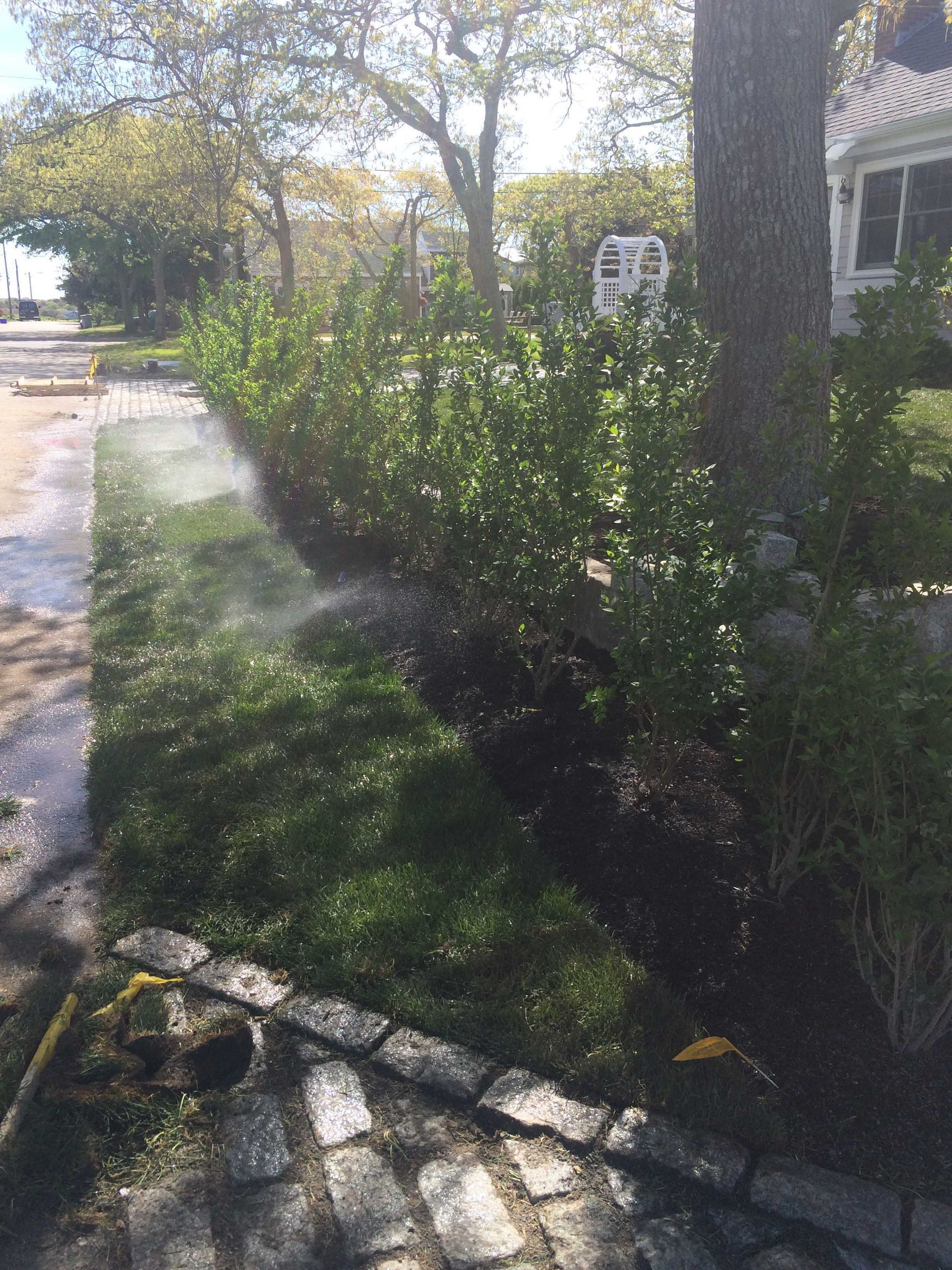 A row of green hedges is being watered by an irrigation system in a residential front yard with a cobblestone path.