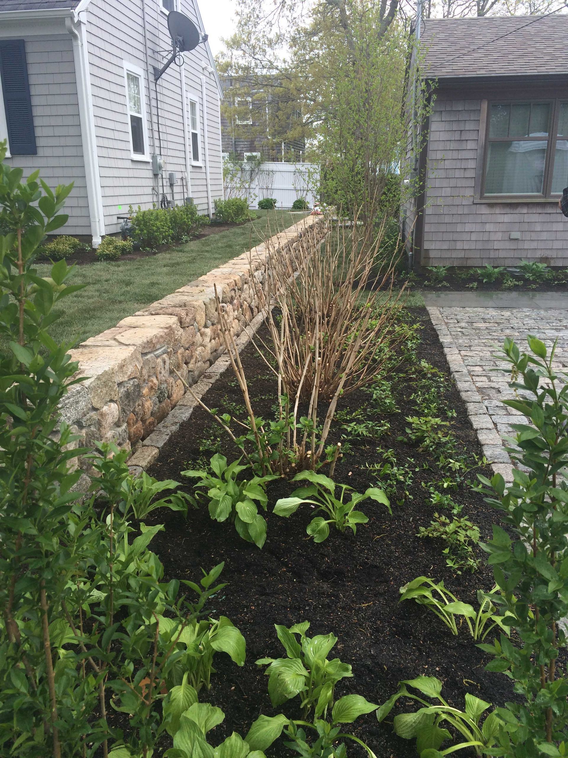 A low stone wall borders a fresh garden bed with small green plants and dry, dormant shrubs alongside a cobblestone path.