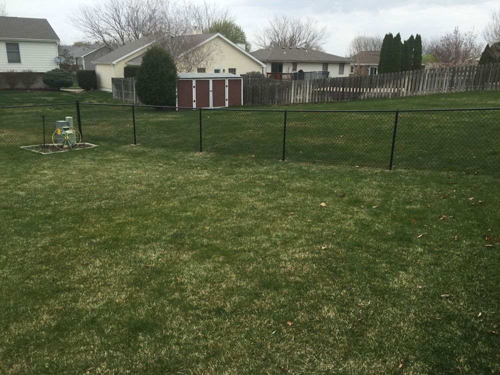 Green backyard with black chain-link fence, surrounding houses, overcast sky.